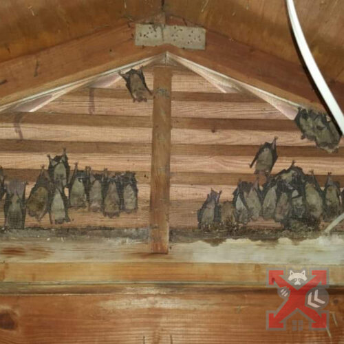 Bats in Attic Behind the Shutters